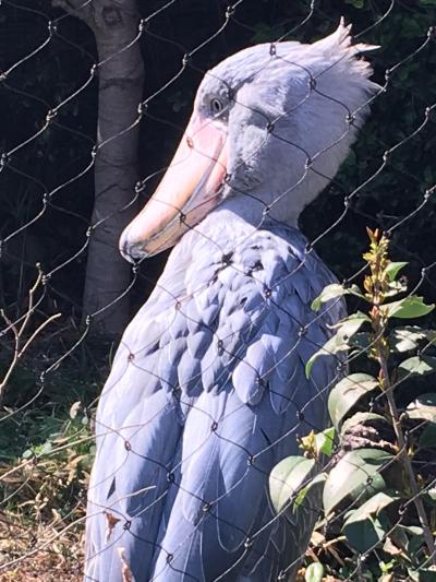 2019年3月　大人の遠足#38　上野　横山大観記念館＆上野動物園