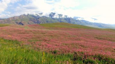 キルギス・アドベンチャー(4)高原一面に咲くエスパルセットのお花畑を眺め、ソンクル湖畔へ