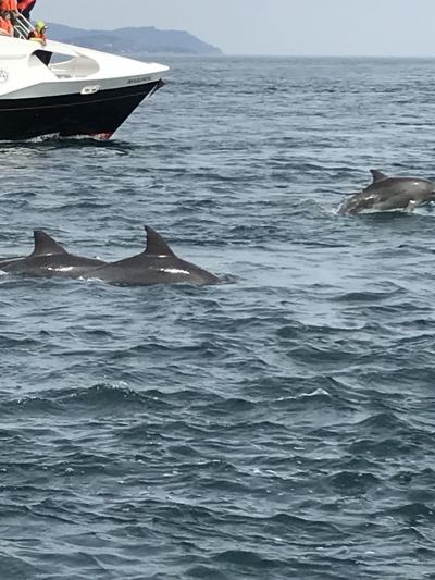 天草　イルカウオッチング　下田温泉　黒川温泉三昧！①