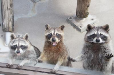 福岡長崎レッサーパンダ遠征５泊４園めぐり（３）到津の森公園（後編）エサやりが楽しかったアライグマから食事中のワライカワセミ他ひととおり会えた草原の世界・林床の世界・樹冠の世界・マダガスカルの世界の動物たち＆ふれあい動物園でのふれあい