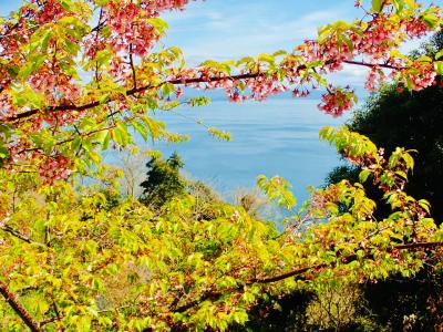 愛媛縦走2019～春を探しに。でも松山市内観光はないんです～