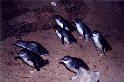 2000.GW　オーストラリア旅行記１　～メルボルンでペンギンパレード～