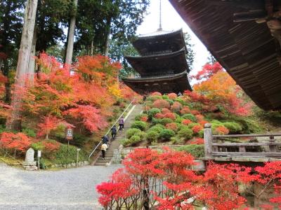 湖南三山紅葉、ブルーメの丘