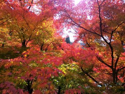 ２０１７・京都紅葉狩り（1.南禅寺～京都御所）