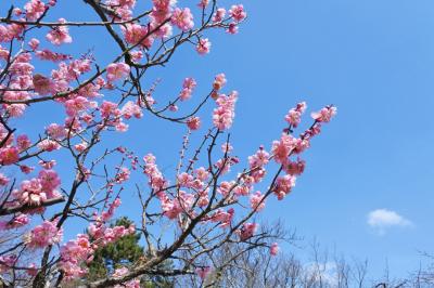 今年は月イチ京都!？*如月編*