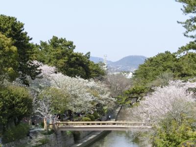 夙川 桜