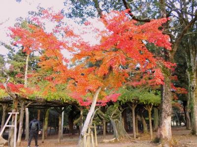 奈良公園 紅葉
