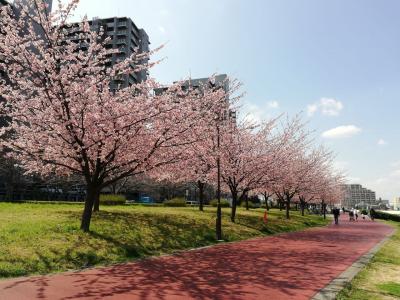 汐入公園の大寒桜みごろ