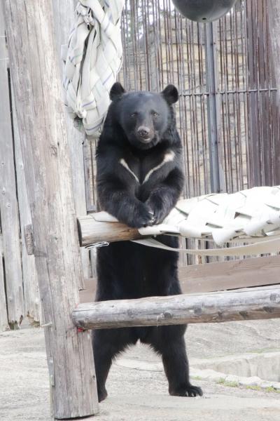 福岡長崎レッサーパンダ遠征５泊４園めぐり（８）森きらら（後編）週末はイベントが多い！～ワオギツネザルやペンギンやツキノワグマのイベントに参加＆ツシマヤマネコに会えた！～むっちーで可愛いツシ丸くん@