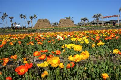 早春の房総半島　花の旅　VOL.2「館山ファミリーパーク・野島崎・千倉の花畑」編