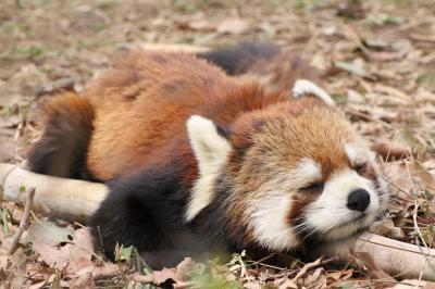 やっと地元の埼玉こども動物自然公園（北園）仲良しコツメカワウソ家族のスパルタ教育や適度な人混みで楽しかったなかよしコーナーから地上で寝るようになったレッサーパンダの可愛い寝顔まで