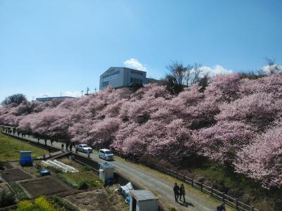 桜前線　南足柄