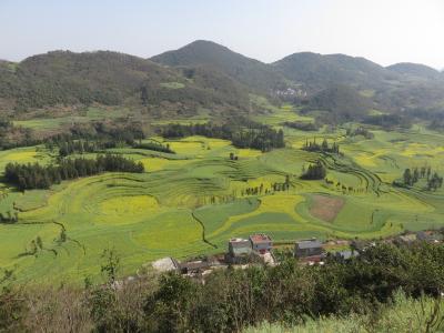 羅平・元陽・建水・昆明【個人旅行】　3日目　羅平（牛街螺絲田）