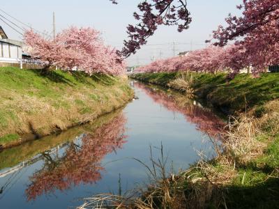 久喜市鷲宮の河津桜を早朝ウォーキングで楽しむ
