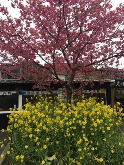 ロートルの葉桜鑑賞の旅、伊東温泉と川津さくら