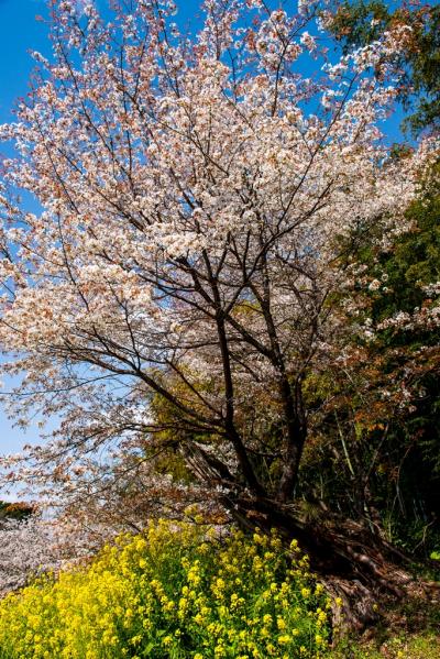 魚見桜　2019