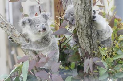 やっと地元の埼玉こども動物自然公園（東園）やっと会えたコアラの赤ちゃんピリーとリリーやぎゅうぎゅうなカピバラ温泉から外展示コアラのピノっちの冒険と飼育員さんにだっこされてのお帰りまで