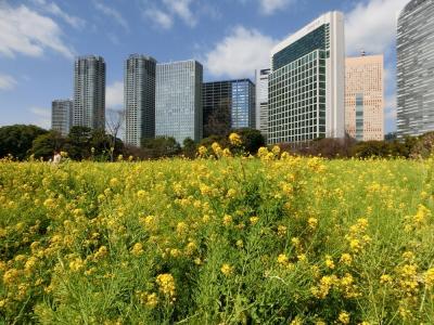 浜離宮の菜の花とお台場