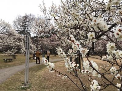 大宮公園の梅まつり2019