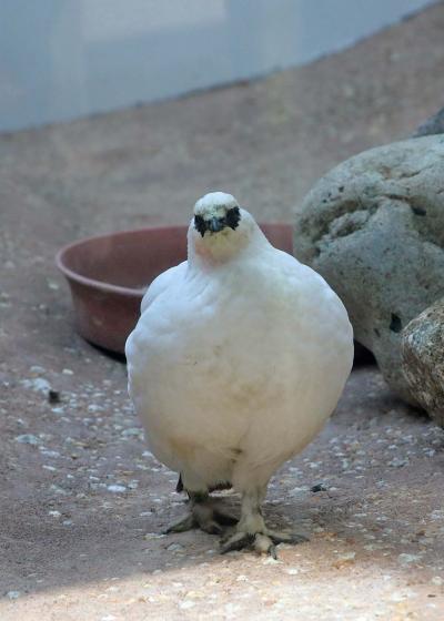 201９年３月野鳥撮影記録 　Ⅱ