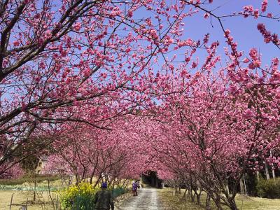 春の天竜さんぽ～花桃とワインセラーと二俣城址～