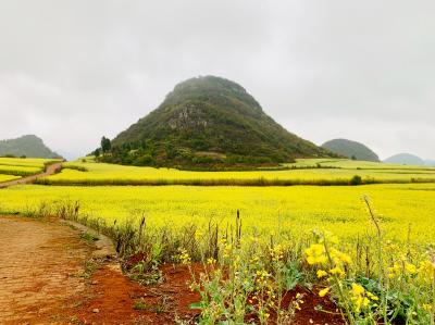 菜の花の羅平、カルストの万峰林 - 羅平編