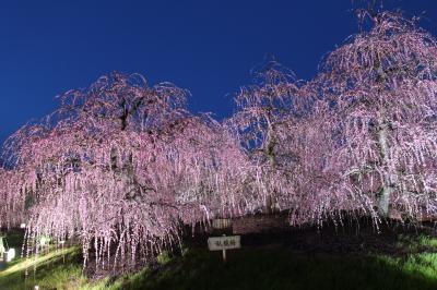 三重の梅はすごかった（いなべ市農業公園と鈴鹿の森庭園）