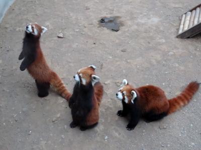 中国小熊猫紀行  長春動植物園　あまりに悲しかったお客さんの餌の投げ入れ ＋ （おまけ）ジャイアントはいてもレッサーはいない東北虎園