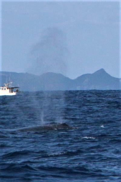 どこかにマイルで沖縄へ！98％遭遇率のホェールウォッチングと消失した首里城＠カフーリゾートコンドフチャク