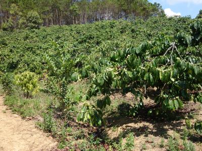 ダラットのコーヒー農園に行ってきました。