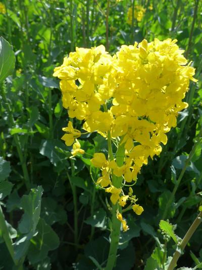 大分県豊後高田市の長崎鼻で開催中の<<長崎鼻　菜の花フェスタ2019>>に行って来ました!! *(^o^)*