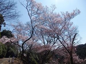八王子散策(2)　観桜ハイク