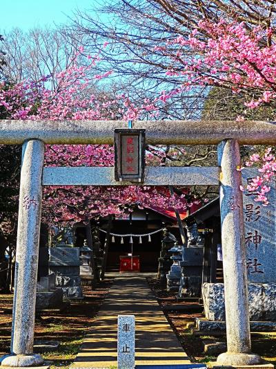 船橋-1　星影神社　春うらら　二和開拓地の鎮守さま　☆土地区画整理事業も成し遂げ