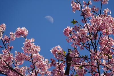 三ツ池公園　早咲きの桜など