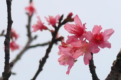 香港★桜を見に行ったついでにちょっとハイキング　～扶輪公園櫻花園・大帽山家樂徑～