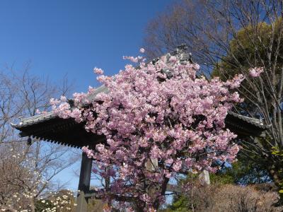 「常楽寺」の早春の花_2019_早咲きのサクラ、ミツマタ、等が咲いています（群馬県・太田市）