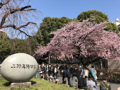 桜の開花前の上野公園を散歩した