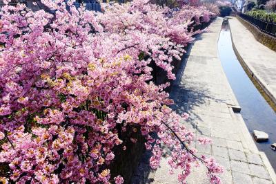 京都★女１人旅～早咲きの桜めぐり～