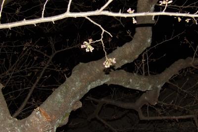 今年の柏尾川の桜の開花はお彼岸の中日か？