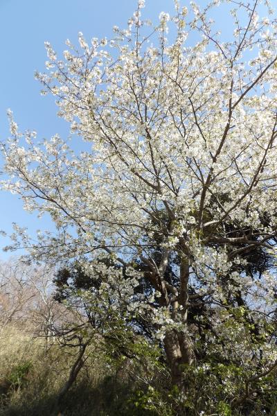 お彼岸の中日前に満開の大島桜－2019年春