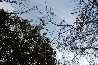 鎌倉光則寺山門前の枝垂れ桜は1部咲きです