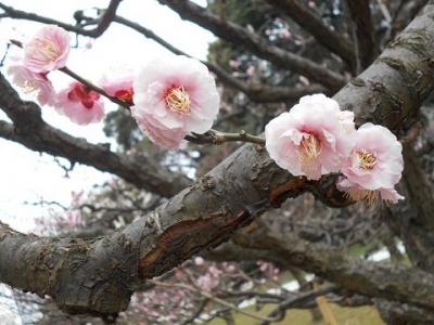 満開の梅　河津桜　　　ＩＮ　　某食事処