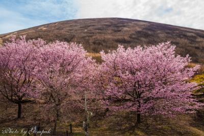 大室山頂上展望と麓の色々な桜を楽しむ