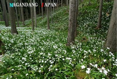 森の京都　綾部奥上林「シャガ群生地」京都丹波高原国定公園　森林浴　オゾン