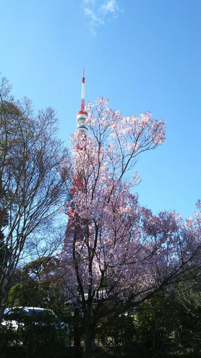 お彼岸なので家族でお出かけと少し早いお花見？