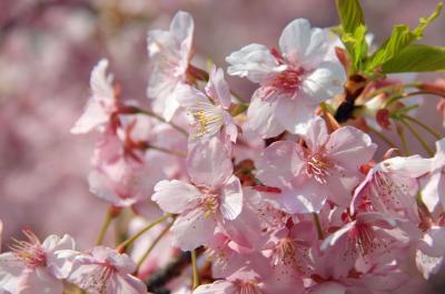 淀水路の河津桜の満開を愛でてきました♪