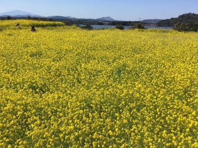 ぐるり一周2泊3日チェジュの春旅(3日目)