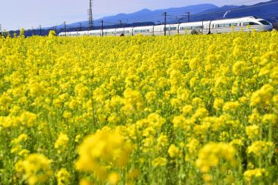 黄色い春色の風景を探しに小田原・東栢山の菜の花畑に訪れてみた