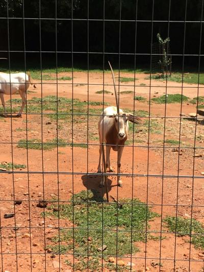 南アフリカ　ヨハネスブルグ動物園