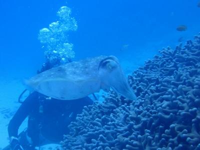 石垣島２０１９春（１２）竹富島ダイビング：コブシメ（コウイカ）の産卵風景に心揺さぶられ！